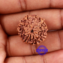 Load image into Gallery viewer, 9 Mukhi Rudraksha from Indonesia - Bead No. 219
