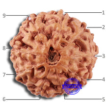 Load image into Gallery viewer, 9 Mukhi Rudraksha from Indonesia - Bead No. 21
