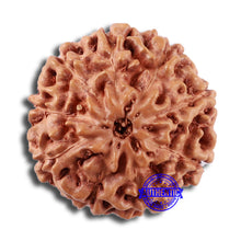 Load image into Gallery viewer, 9 Mukhi Rudraksha from Indonesia - Bead No. 21
