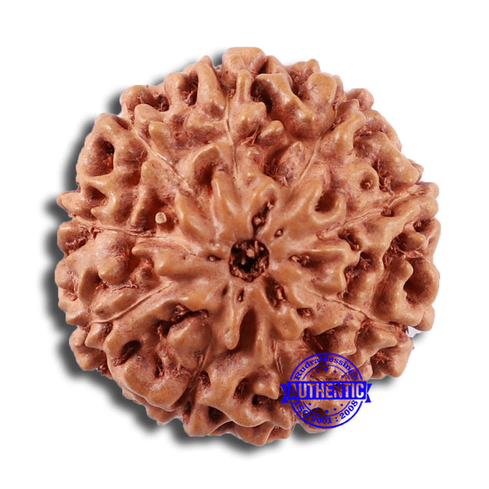 9 Mukhi Rudraksha from Indonesia - Bead No. 21