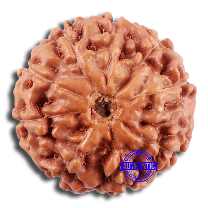 9 Mukhi Rudraksha from Indonesia - Bead No. 221