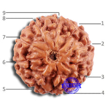 Load image into Gallery viewer, 9 Mukhi Rudraksha from Indonesia - Bead No. 221
