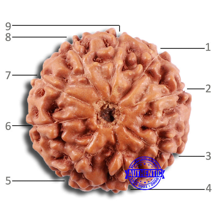 9 Mukhi Rudraksha from Indonesia - Bead No. 221