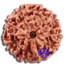 Load image into Gallery viewer, 9 Mukhi Rudraksha from Indonesia - Bead No. 221

