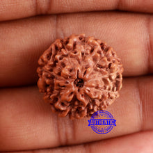 Load image into Gallery viewer, 9 Mukhi Rudraksha from Indonesia - Bead No. 221
