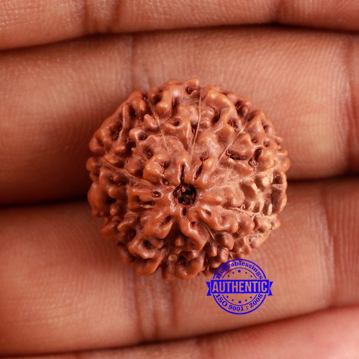 9 Mukhi Rudraksha from Indonesia - Bead No. 221