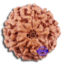 Load image into Gallery viewer, 9 Mukhi Rudraksha from Indonesia - Bead No. 222
