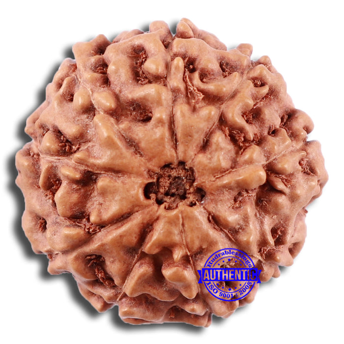 9 Mukhi Rudraksha from Indonesia - Bead No. 222