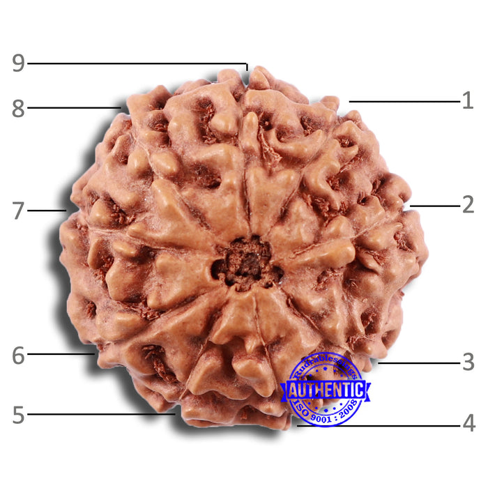 9 Mukhi Rudraksha from Indonesia - Bead No. 222