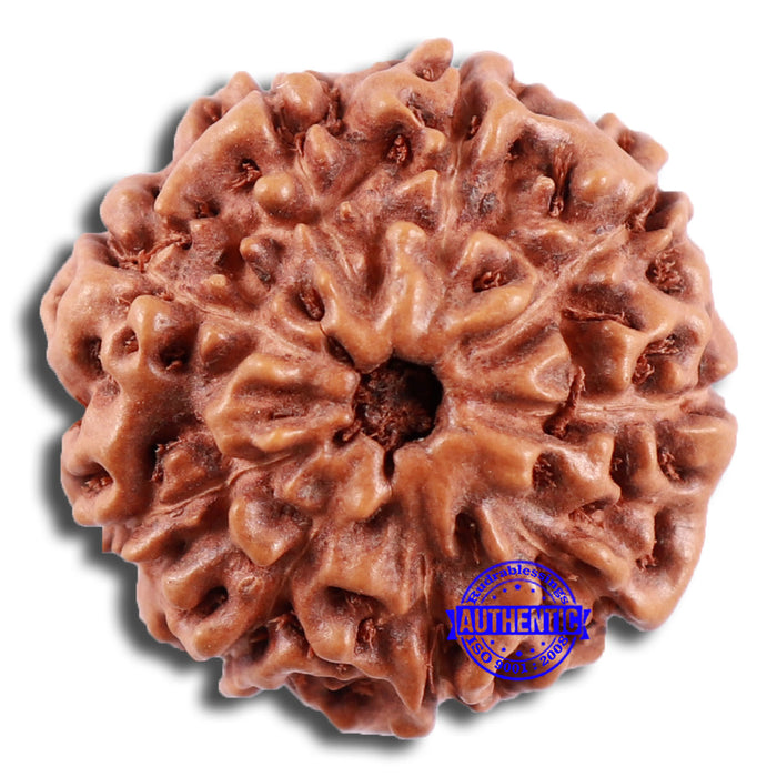 9 Mukhi Rudraksha from Indonesia - Bead No. 222
