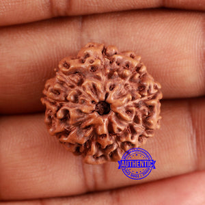 9 Mukhi Rudraksha from Indonesia - Bead No. 222
