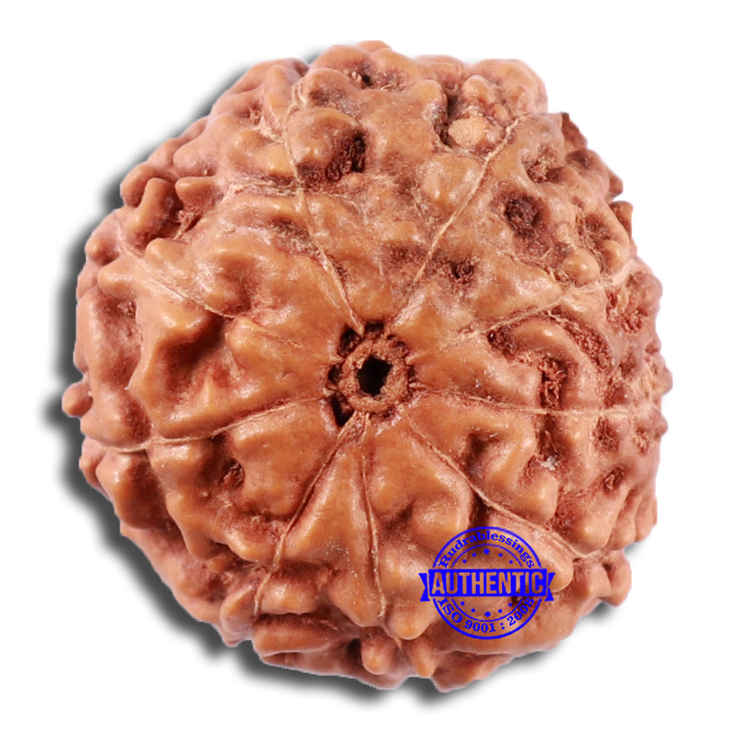 9 Mukhi Rudraksha from Indonesia - Bead No. 223