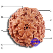 Load image into Gallery viewer, 9 Mukhi Rudraksha from Indonesia - Bead No. 223
