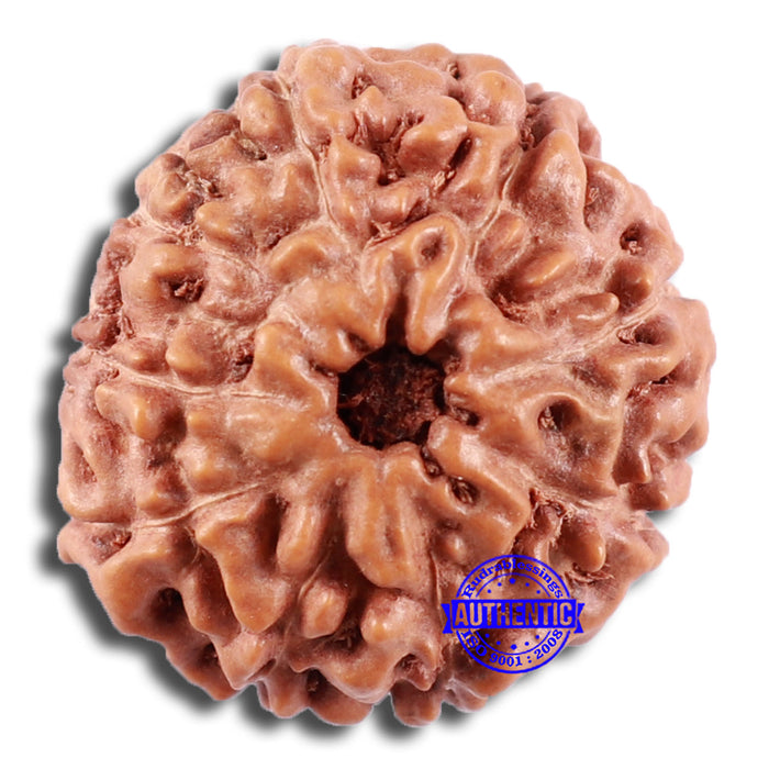 9 Mukhi Rudraksha from Indonesia - Bead No. 223
