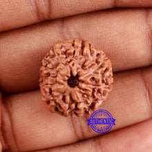 Load image into Gallery viewer, 9 Mukhi Rudraksha from Indonesia - Bead No. 223
