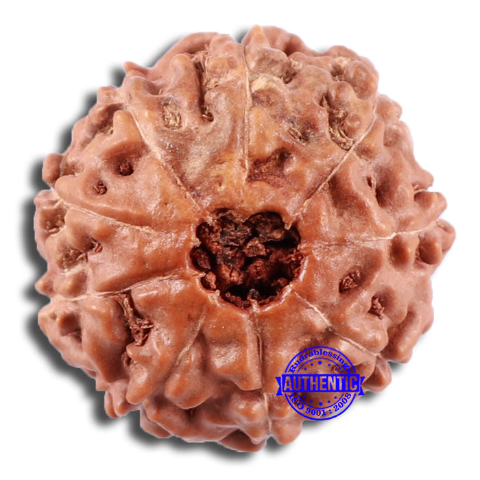 9 Mukhi Rudraksha from Indonesia - Bead No. 224