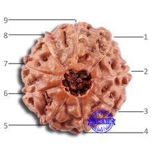 Load image into Gallery viewer, 9 Mukhi Rudraksha from Indonesia - Bead No. 224
