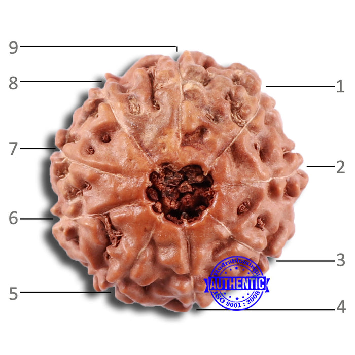 9 Mukhi Rudraksha from Indonesia - Bead No. 224