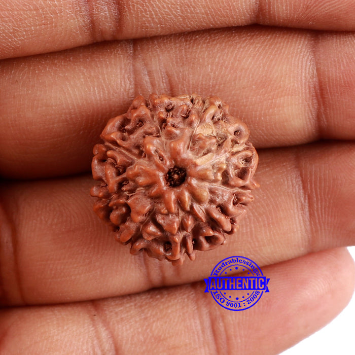9 Mukhi Rudraksha from Indonesia - Bead No. 224