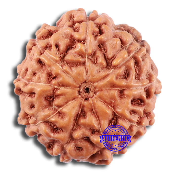 9 Mukhi Rudraksha from Indonesia - Bead No. 225