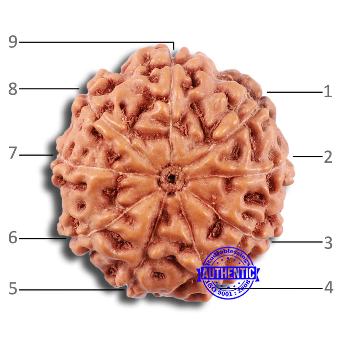 9 Mukhi Rudraksha from Indonesia - Bead No. 225