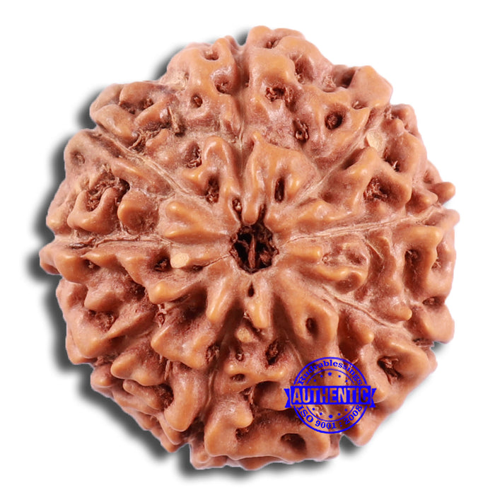 9 Mukhi Rudraksha from Indonesia - Bead No. 225