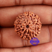 Load image into Gallery viewer, 9 Mukhi Rudraksha from Indonesia - Bead No. 225
