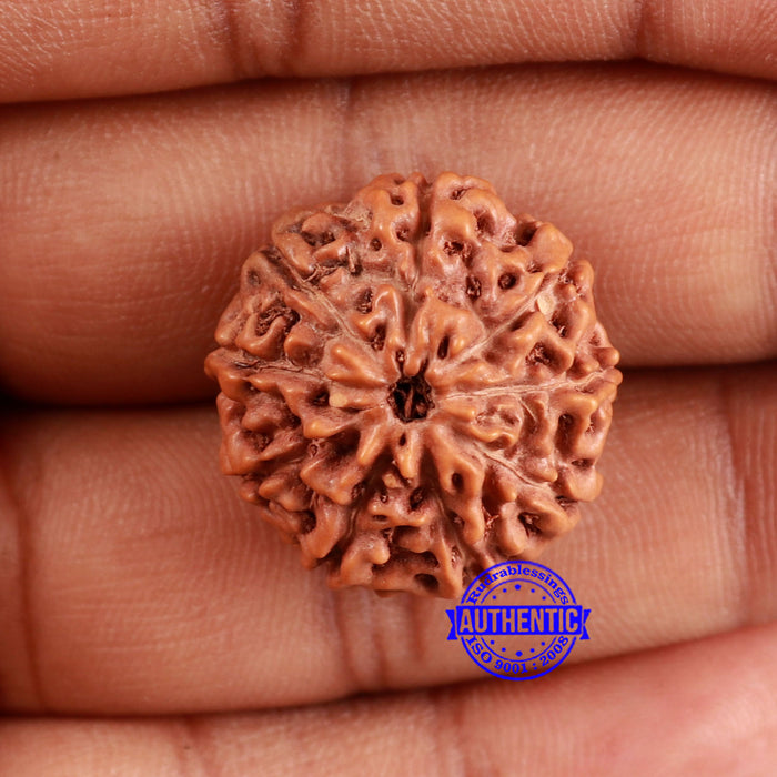 9 Mukhi Rudraksha from Indonesia - Bead No. 225