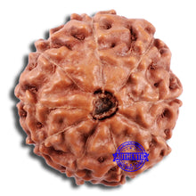 Load image into Gallery viewer, 9 Mukhi Rudraksha from Indonesia - Bead No. 226
