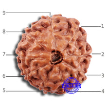Load image into Gallery viewer, 9 Mukhi Rudraksha from Indonesia - Bead No. 226
