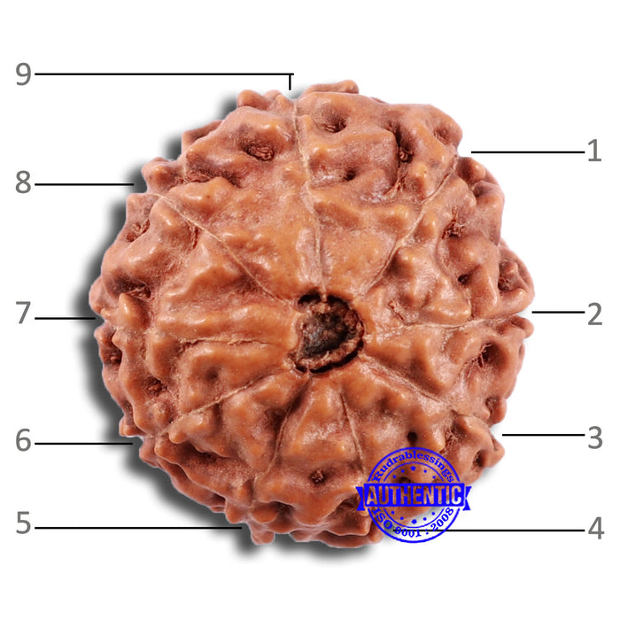 9 Mukhi Rudraksha from Indonesia - Bead No. 226