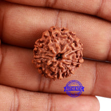 Load image into Gallery viewer, 9 Mukhi Rudraksha from Indonesia - Bead No. 226
