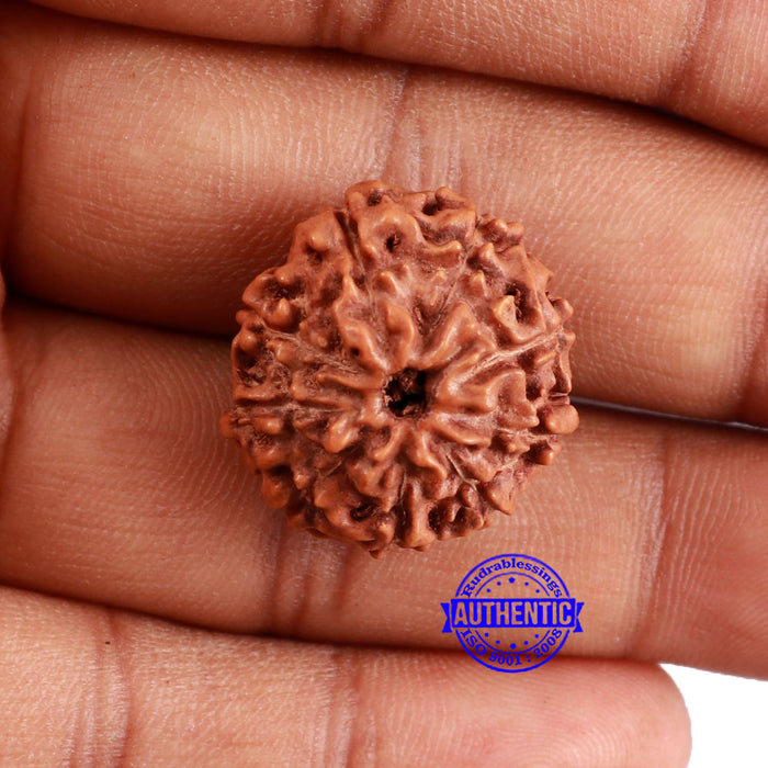 9 Mukhi Rudraksha from Indonesia - Bead No. 226