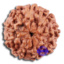Load image into Gallery viewer, 9 Mukhi Rudraksha from Indonesia - Bead No. 227
