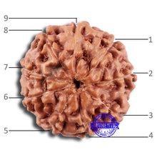 Load image into Gallery viewer, 9 Mukhi Rudraksha from Indonesia - Bead No. 227
