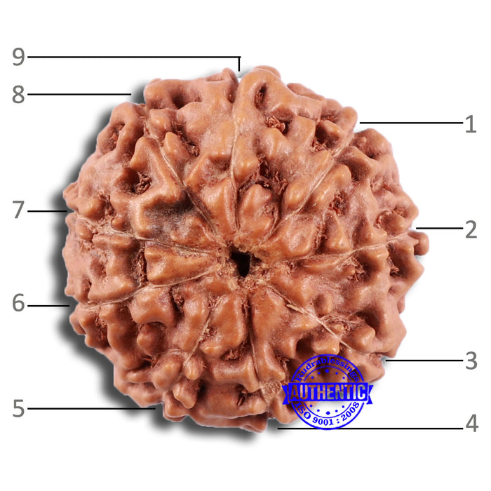 9 Mukhi Rudraksha from Indonesia - Bead No. 227