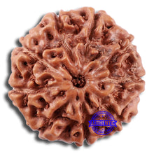 Load image into Gallery viewer, 9 Mukhi Rudraksha from Indonesia - Bead No. 227
