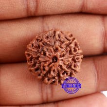 Load image into Gallery viewer, 9 Mukhi Rudraksha from Indonesia - Bead No. 227

