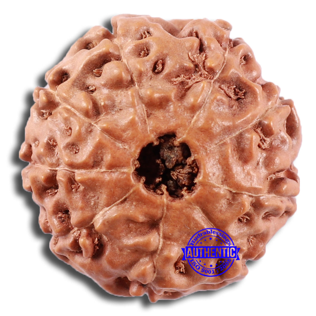 9 Mukhi Rudraksha from Indonesia - Bead No. 228