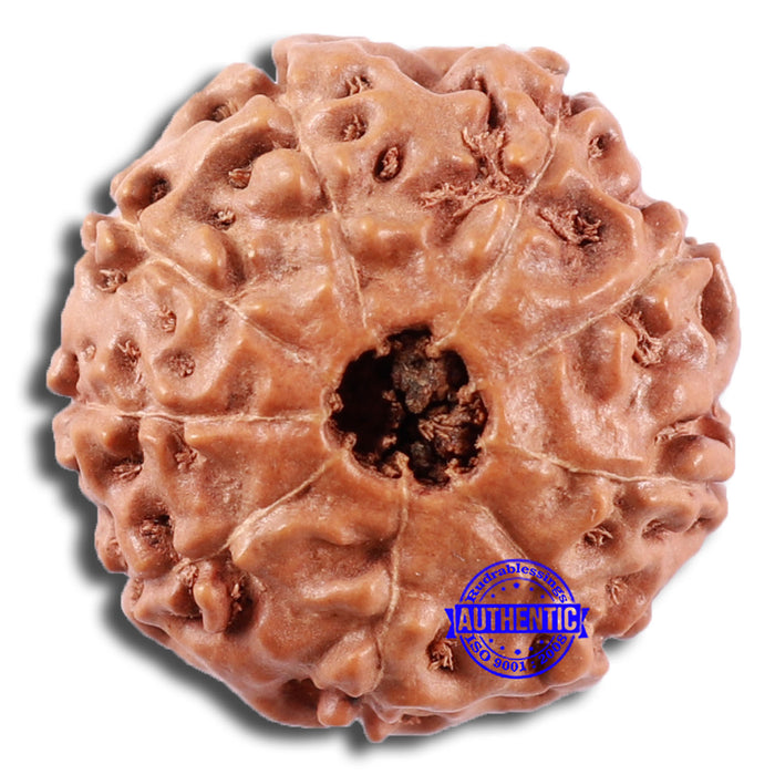 9 Mukhi Rudraksha from Indonesia - Bead No. 228