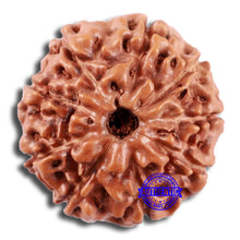 Load image into Gallery viewer, 9 Mukhi Rudraksha from Indonesia - Bead No. 228
