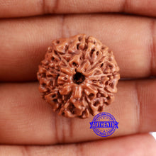 Load image into Gallery viewer, 9 Mukhi Rudraksha from Indonesia - Bead No. 228
