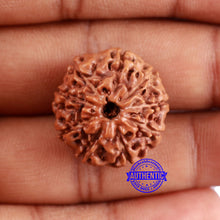 Load image into Gallery viewer, 9 Mukhi Rudraksha from Indonesia - Bead No. 228
