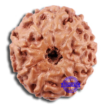 Load image into Gallery viewer, 9 Mukhi Rudraksha from Indonesia - Bead No. 229
