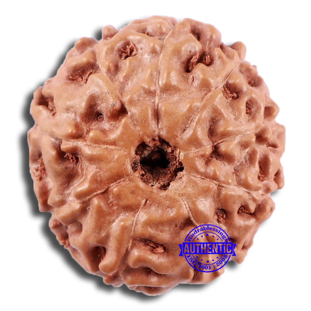 9 Mukhi Rudraksha from Indonesia - Bead No. 229