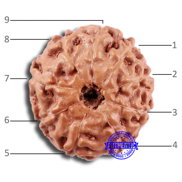 9 Mukhi Rudraksha from Indonesia - Bead No. 229