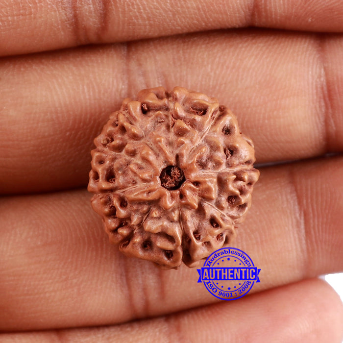 9 Mukhi Rudraksha from Indonesia - Bead No. 229