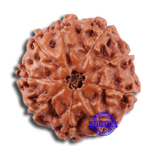 Load image into Gallery viewer, 9 Mukhi Rudraksha from Indonesia - Bead No. 22
