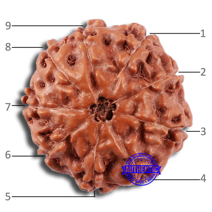 9 Mukhi Rudraksha from Indonesia - Bead No. 22
