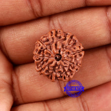 Load image into Gallery viewer, 9 Mukhi Rudraksha from Indonesia - Bead No. 22
